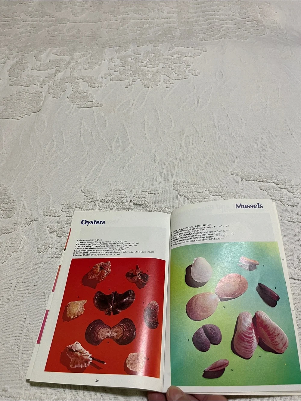 The Shell Book - Florida, Gulf and Caribbean